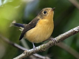 雄性幼鳥 - Dinh Thinh - ML171354461