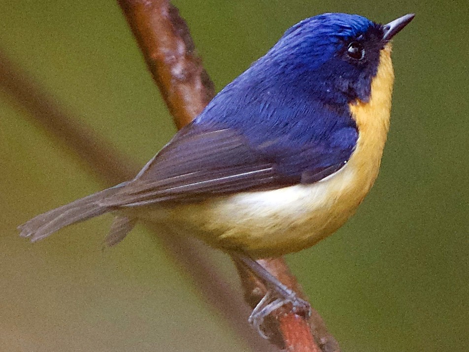 Pygmy Flycatcher - Snehasis Sinha