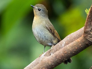 Молодая птица - Ayuwat Jearwattanakanok - ML171354711