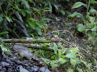 นกเพศผู้เต็มวัย - Phuen tsho - ML171354771
