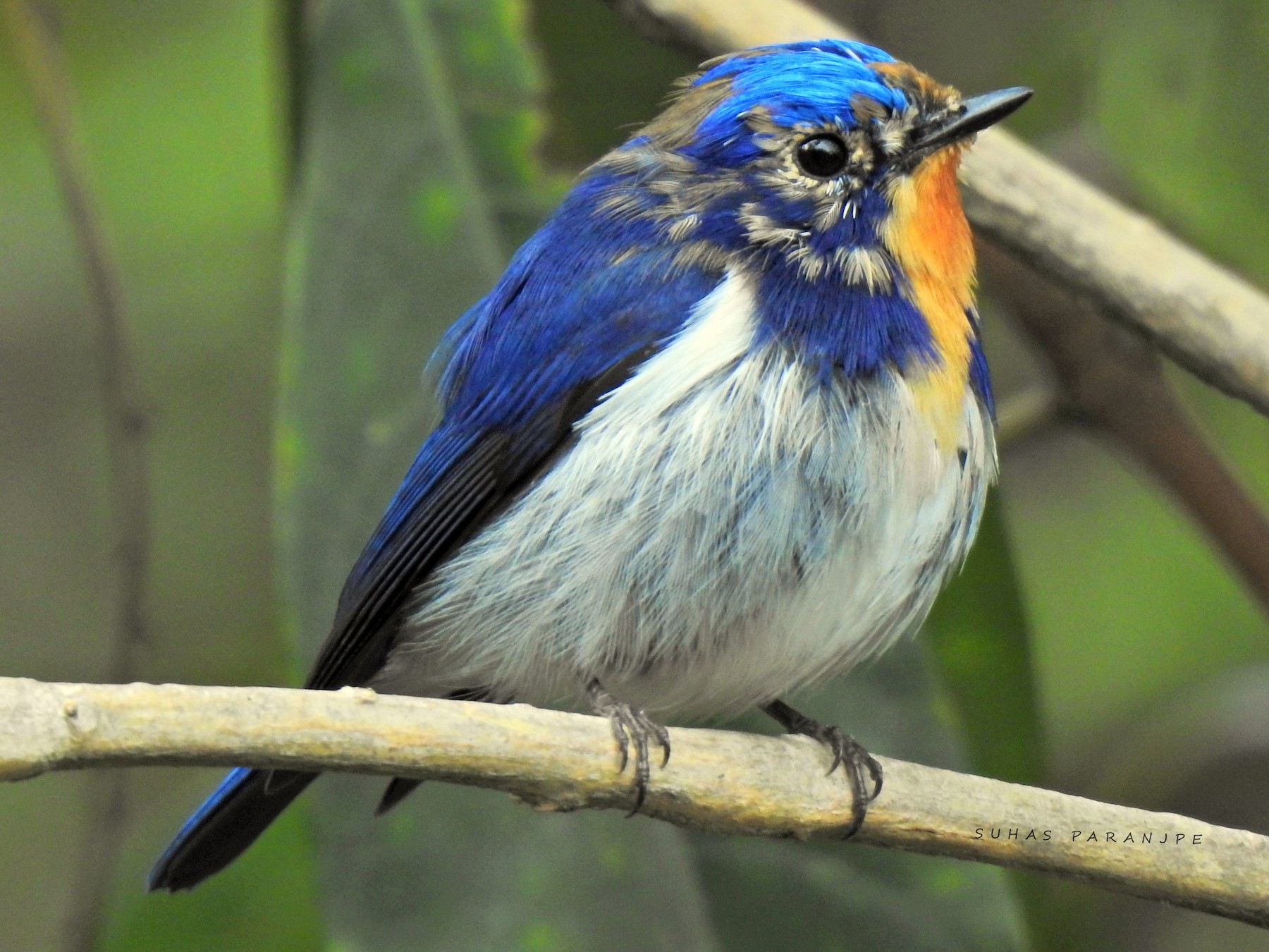 Sapphire Flycatcher - eBird