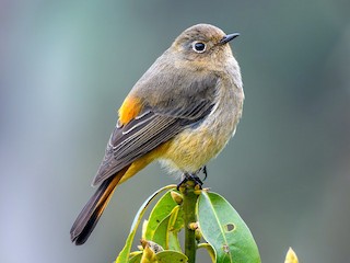 ルリビタイジョウビタキ - eBird