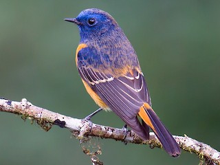ルリビタイジョウビタキ - eBird