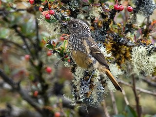 吉田 遠志 「弥生-レンギョウにルリビタキ」 2025，定番 【真作】【WISH】吉田遠志「弥生 レンギョウにルリビタキ