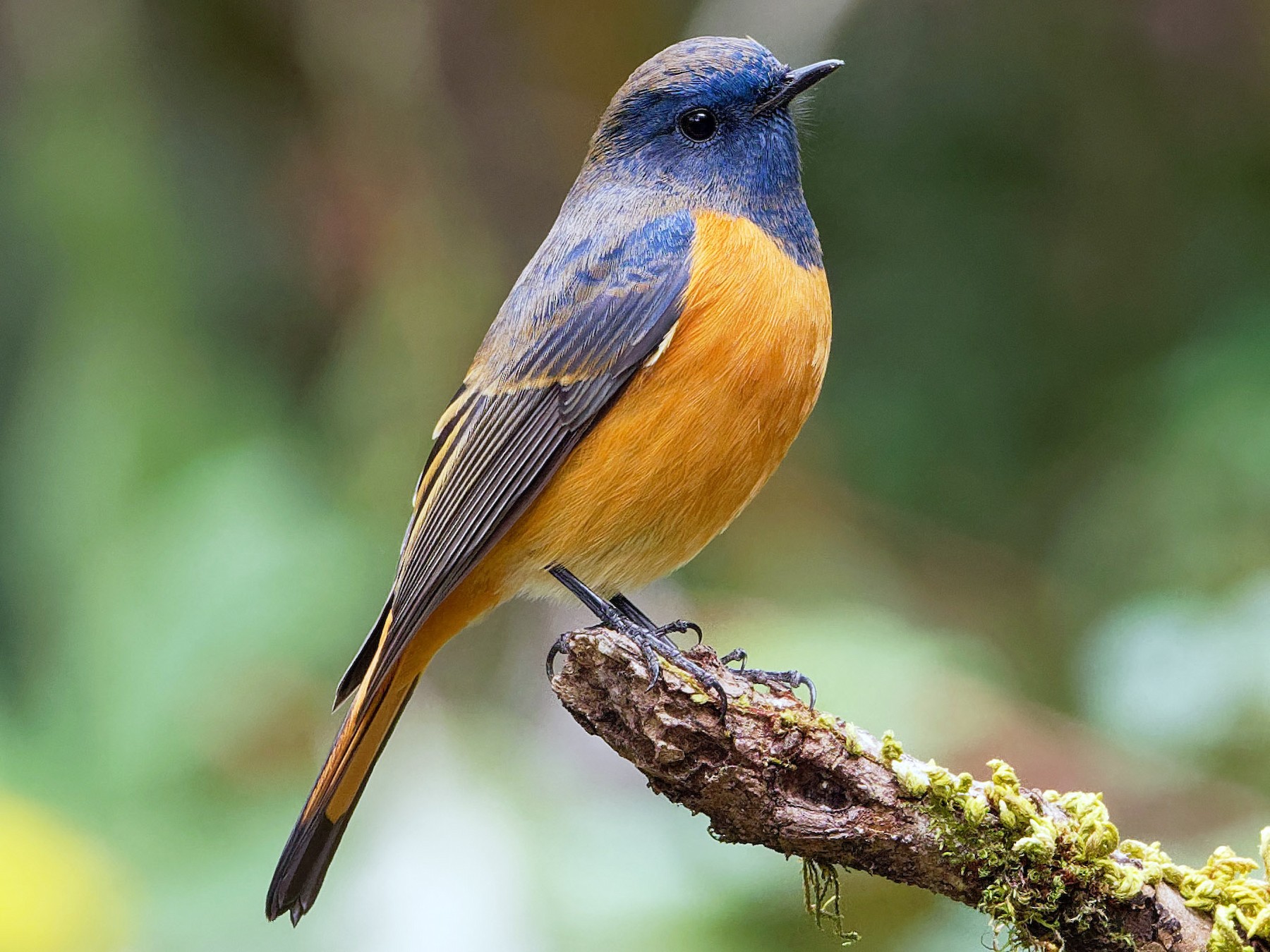 Blue-fronted Redstart - Vincent Wang