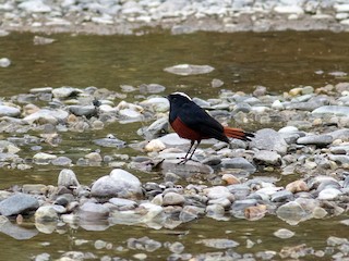 君鳥 カワセミ 川の2番子巣立ち🪶 1号、2号 #カワセミ #kingfisher