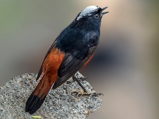 シロボウシカワビタキ - eBird
