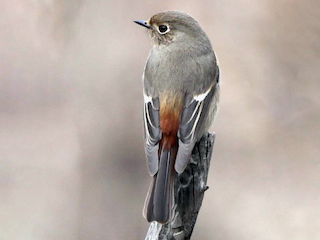 ズアオジョウビタキ - eBird