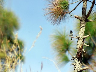  - Blue-capped Redstart