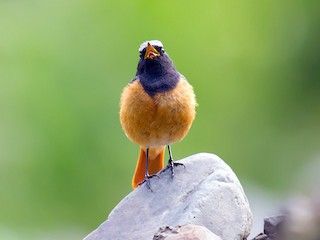 ハイバネジョウビタキ - eBird
