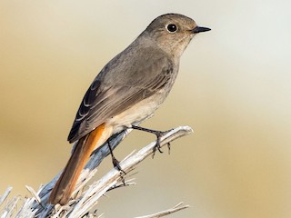 ハイバネジョウビタキ - eBird