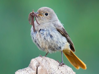 ハイバネジョウビタキ - eBird