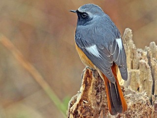 ジョウビタキ ハイバネジョウビタキ - eBird