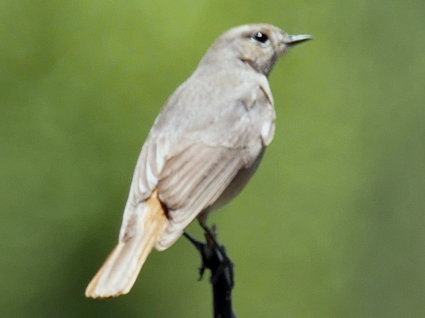 White-winged Redstart - Sandeep Biswas
