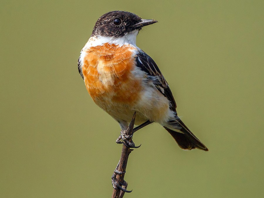 White-throated Bushchat (Hodgson's Bushchat) - eBird