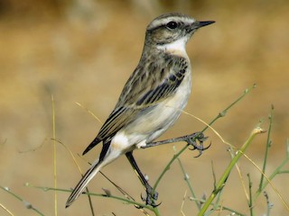  - White-browed Bushchat
