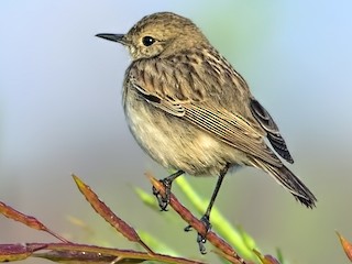  - White-browed Bushchat