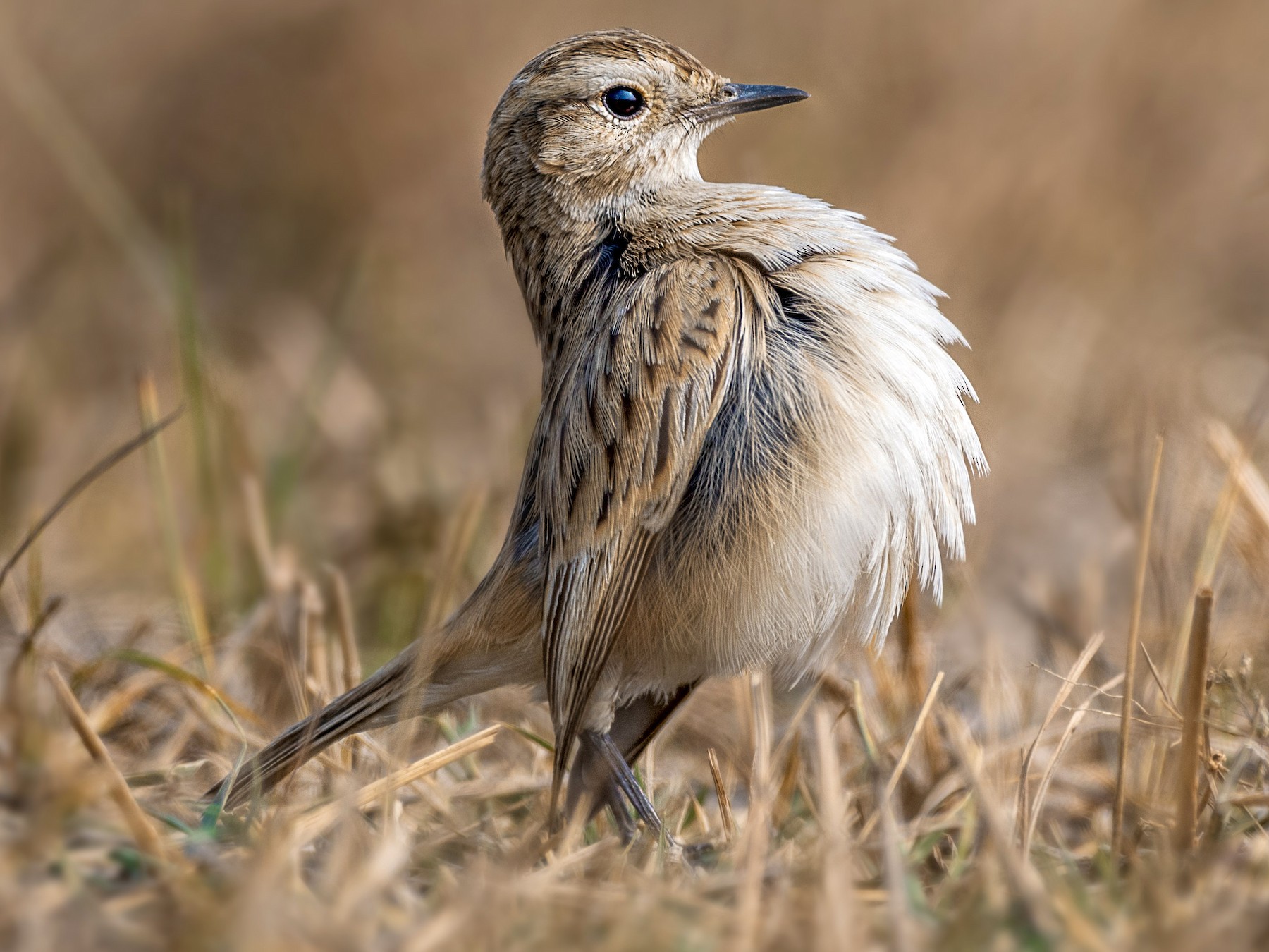 White-browed Bushchat - eBird