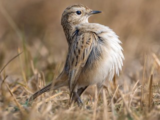 - White-browed Bushchat