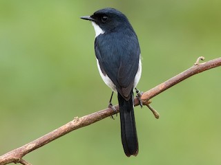 雄鳥 - Ayuwat Jearwattanakanok - ML171360161