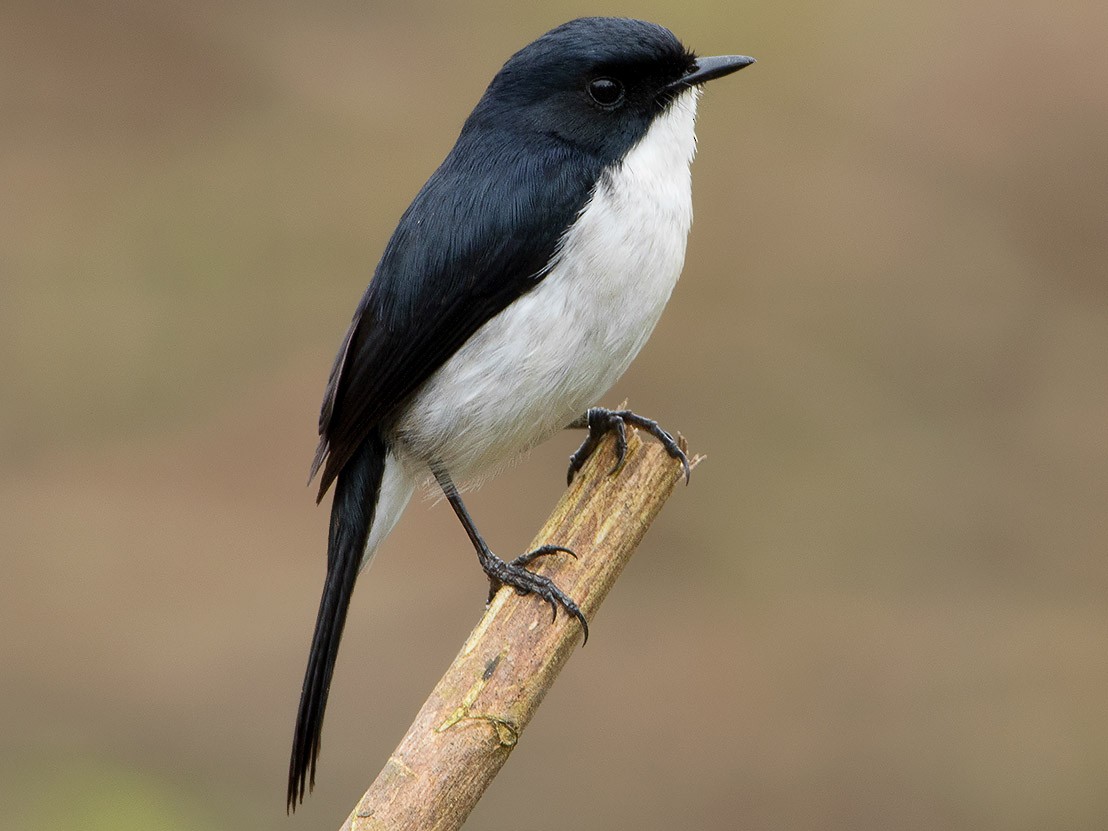 Jerdon's Bushchat - Ayuwat Jearwattanakanok