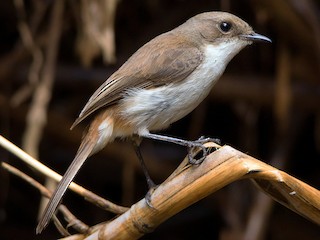 雌鳥 - Ayuwat Jearwattanakanok - ML171360181