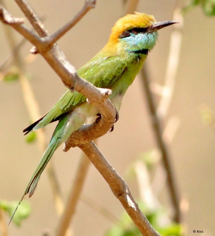Asian Green Bee-eater - ML171360641