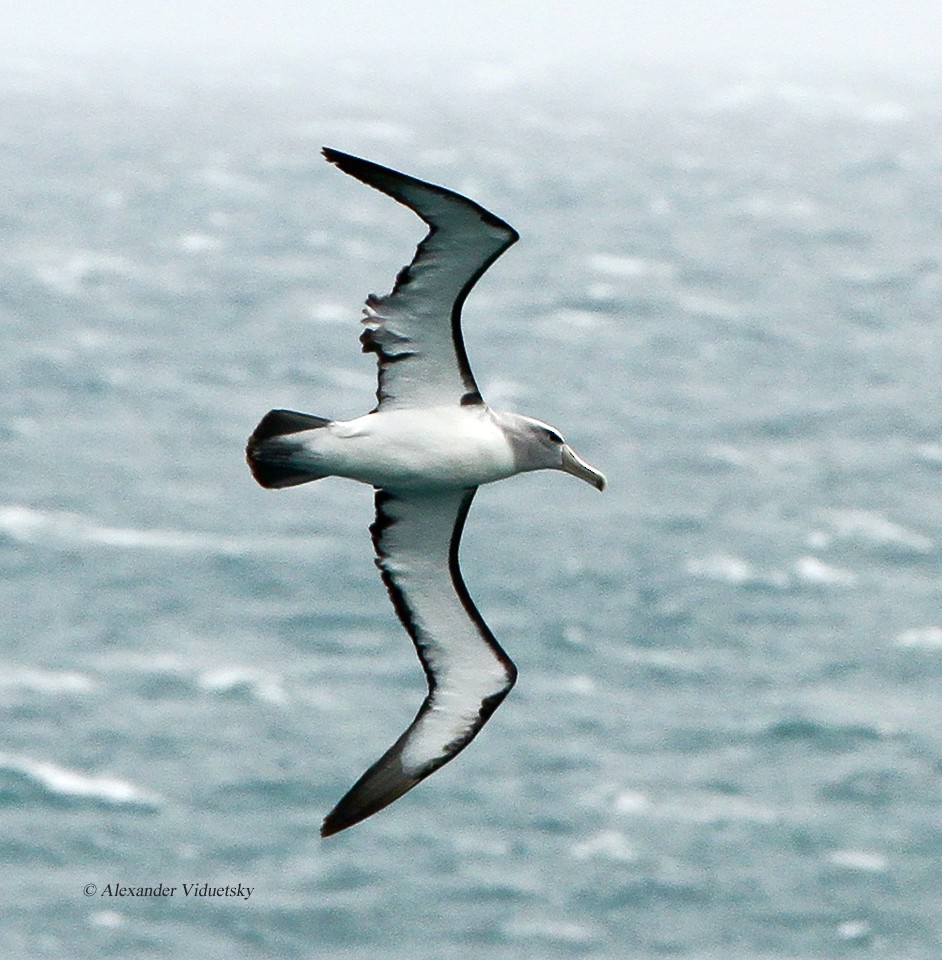 Salvin's Albatross - Alexander Viduetsky