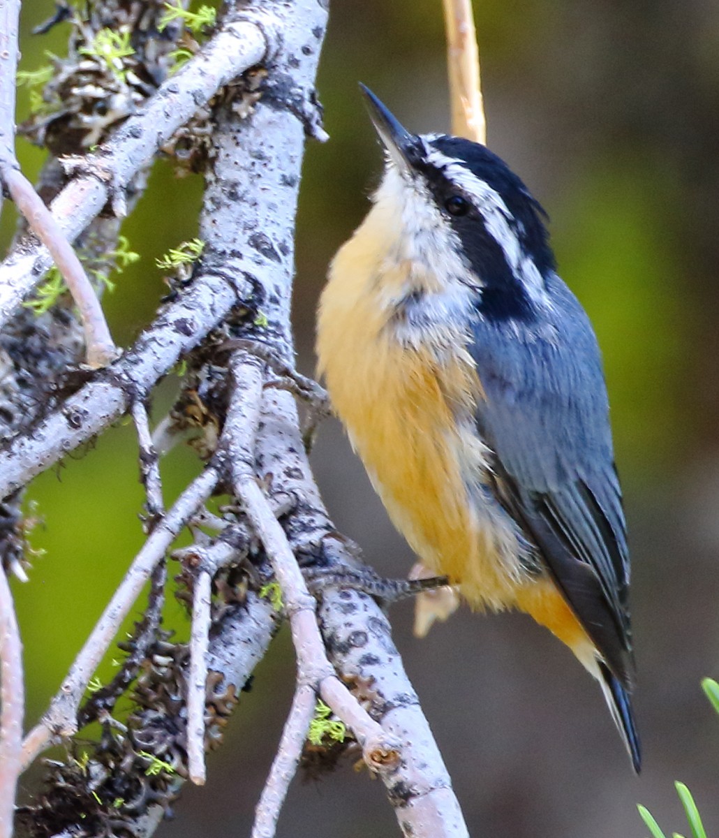 Red-breasted Nuthatch - ML171361581