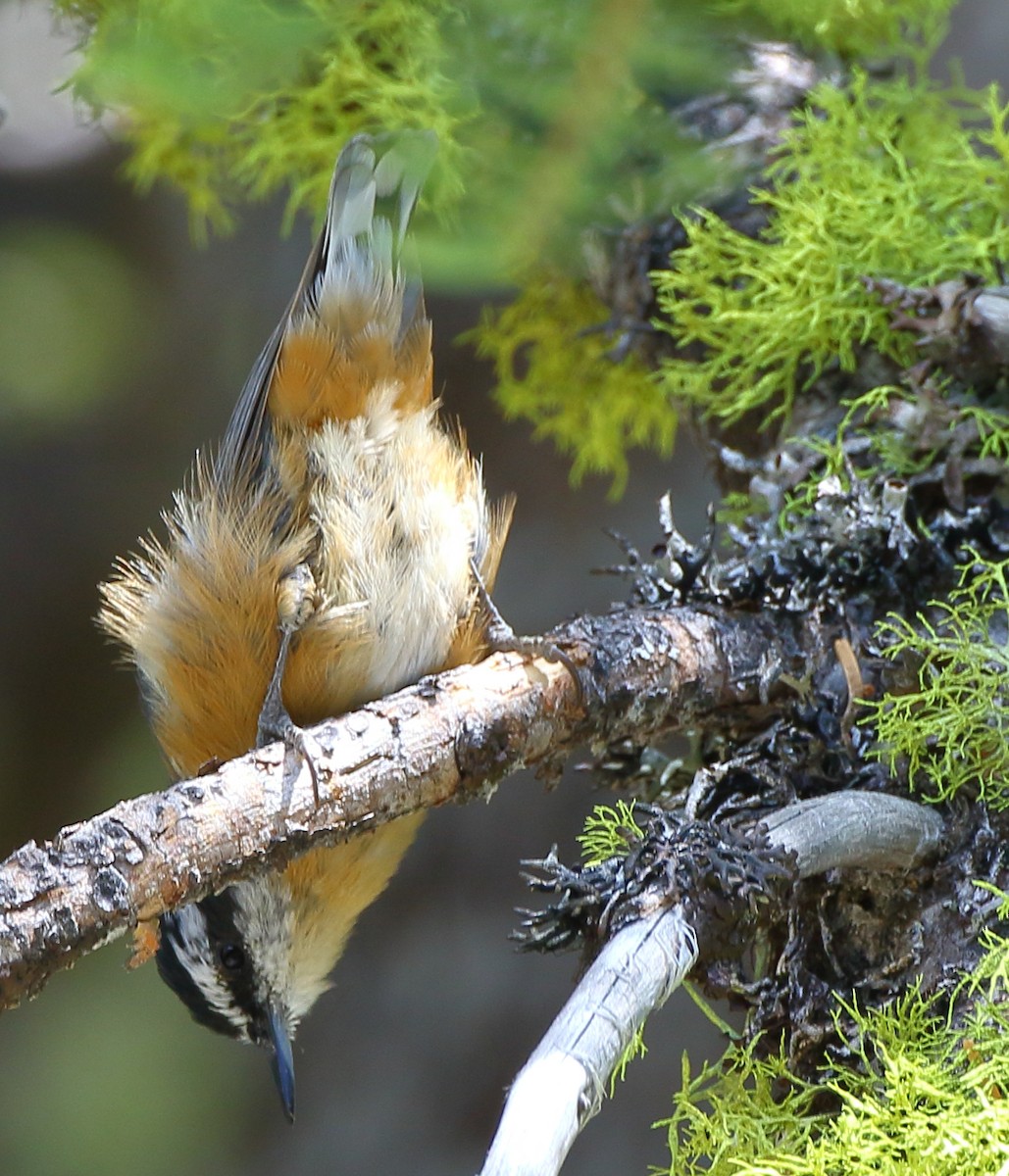 Red-breasted Nuthatch - ML171362521