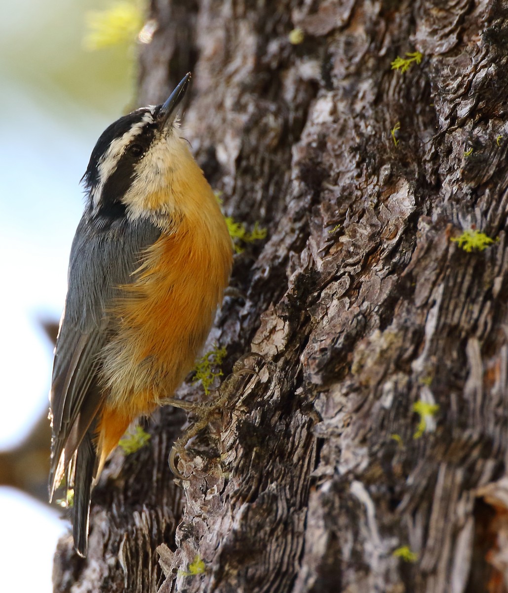 Red-breasted Nuthatch - ML171362621