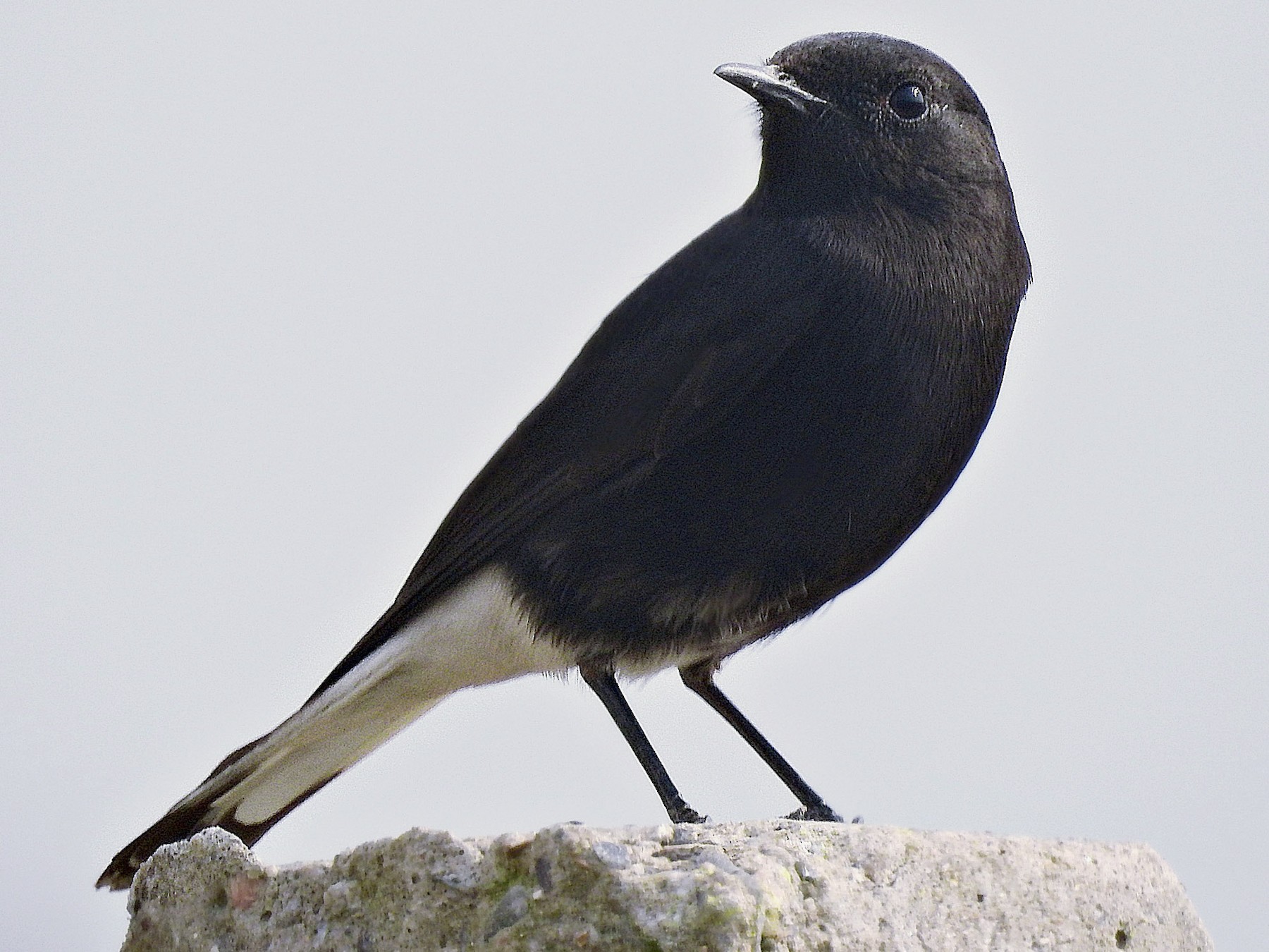 Variable Wheatear - Sreerup Chakroborty