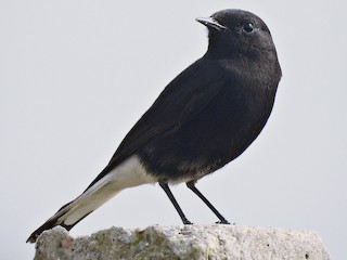 雄鳥 (opistholeuca form) - Sreerup Chakroborty - ML171362791
