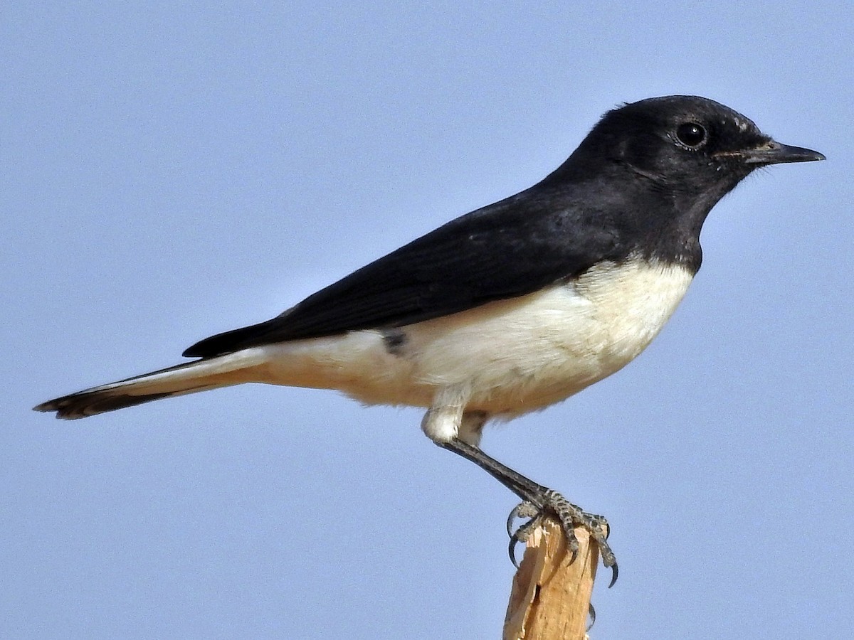 Variable Wheatear - Oenanthe picata - Birds of the World