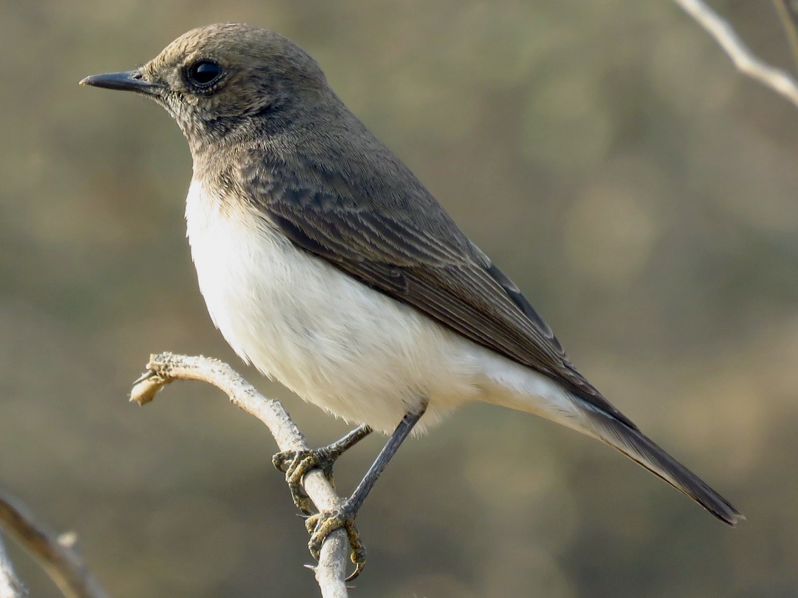 Variable Wheatear - Ritvik Singh