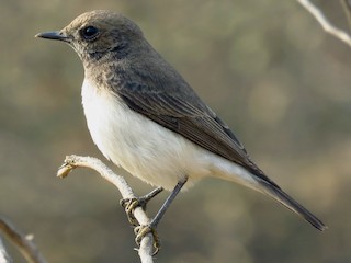 カワリサバクヒタキ - eBird