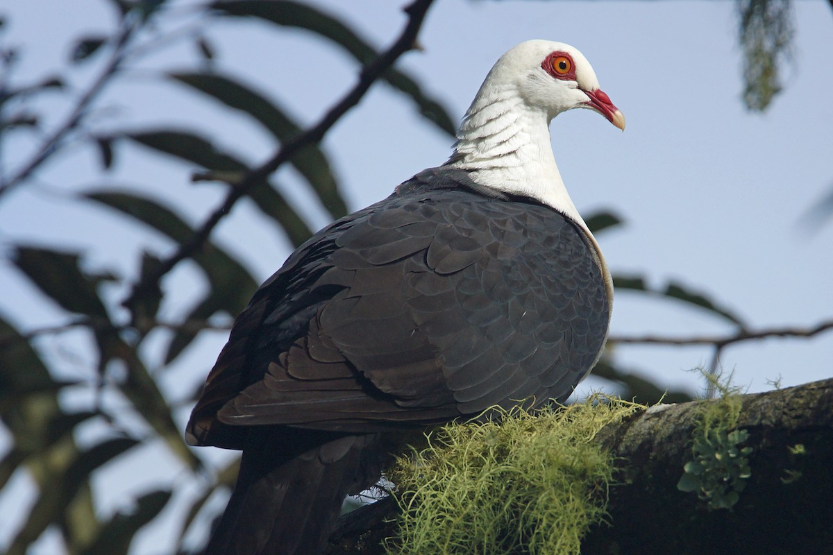 White-headed Pigeon - ML171366201
