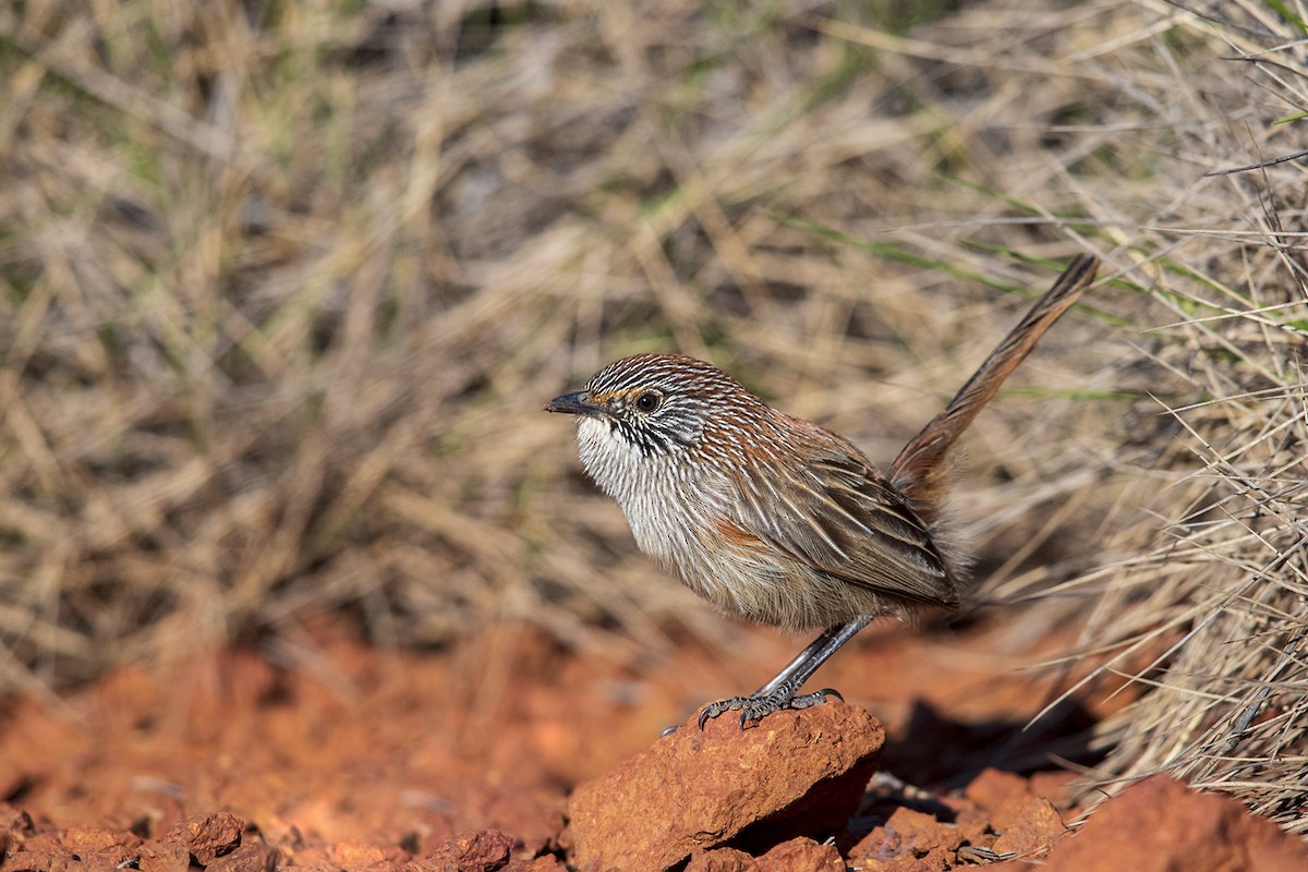 Short-tailed Grasswren - Laurie Ross | Tracks Birding & Photography Tours