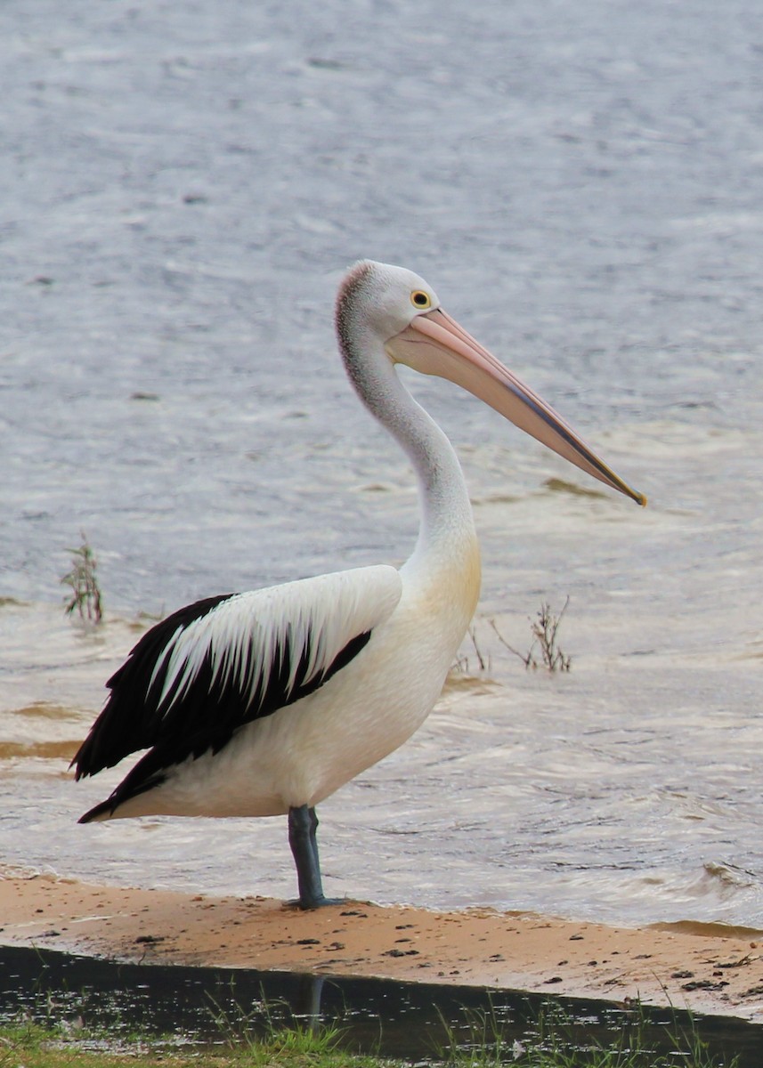 Australian Pelican - Enoch Bultreys