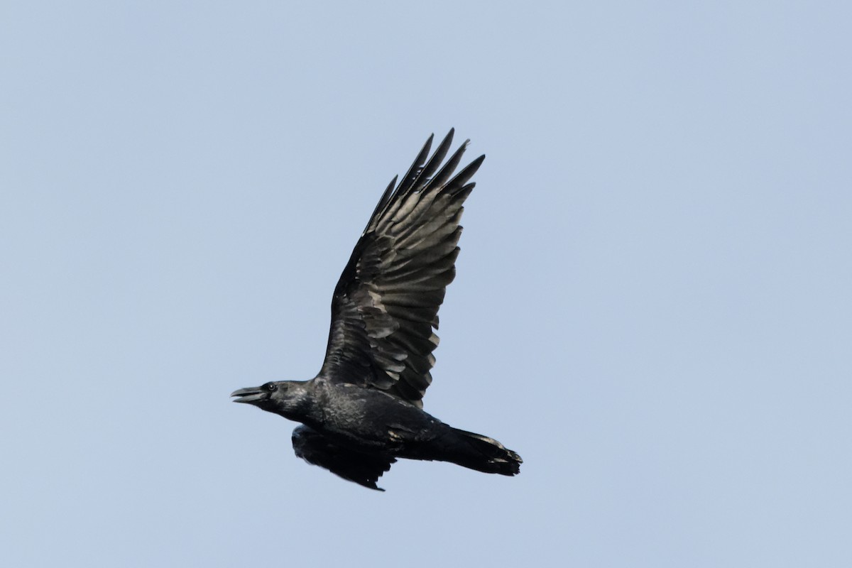 Common Raven - Johan Mellquist