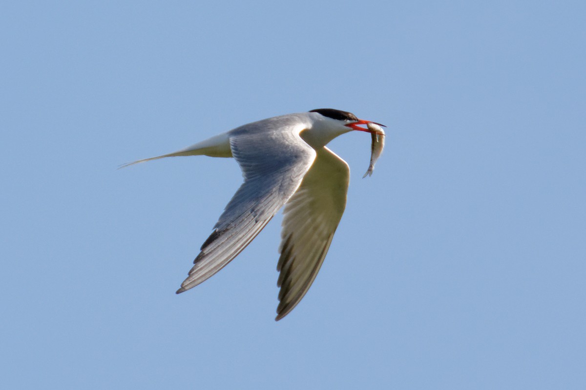 Common Tern - ML171371651