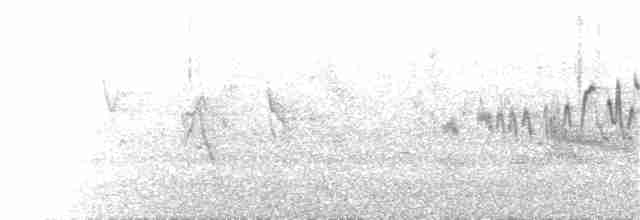 Fauvette babillarde (althaea) - ML171373261