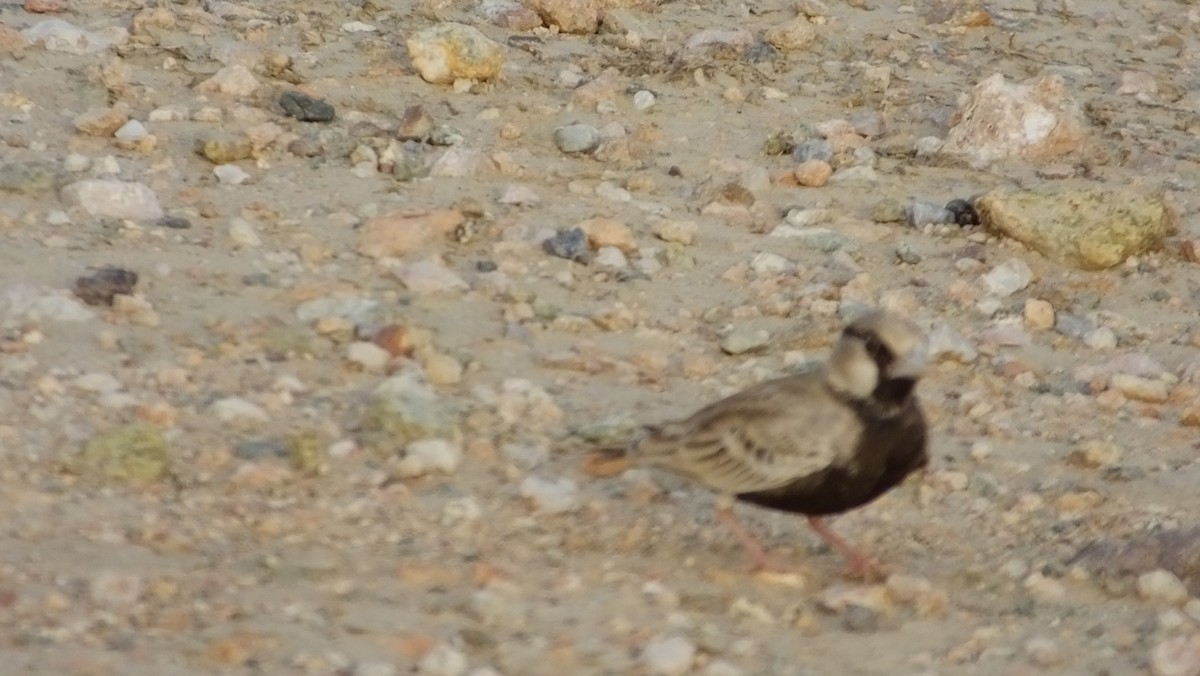 Ashy-crowned Sparrow-Lark - ANAND PRASAD