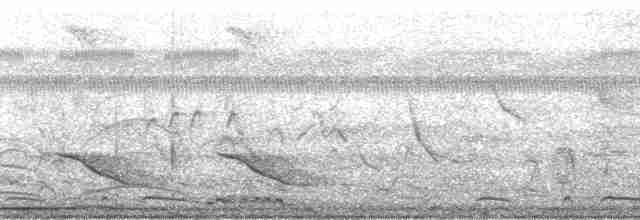 holoubek šupinkový - ML171375