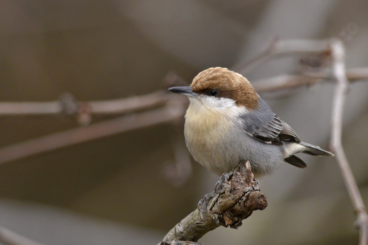 Brown-headed Nuthatch - ML171380591