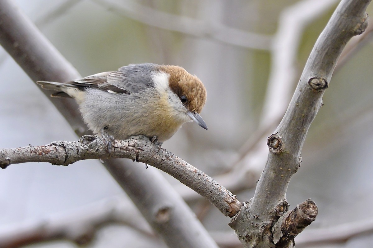 Brown-headed Nuthatch - ML171380661