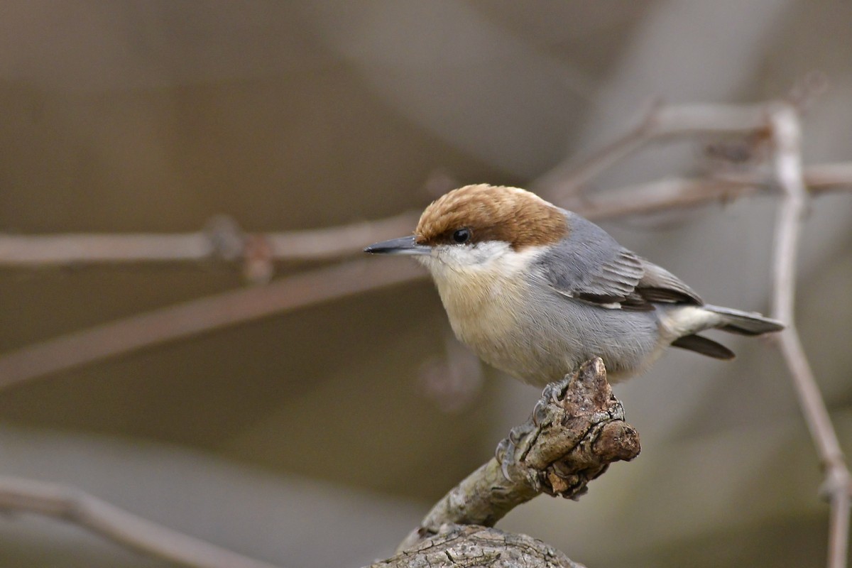 Brown-headed Nuthatch - ML171380671