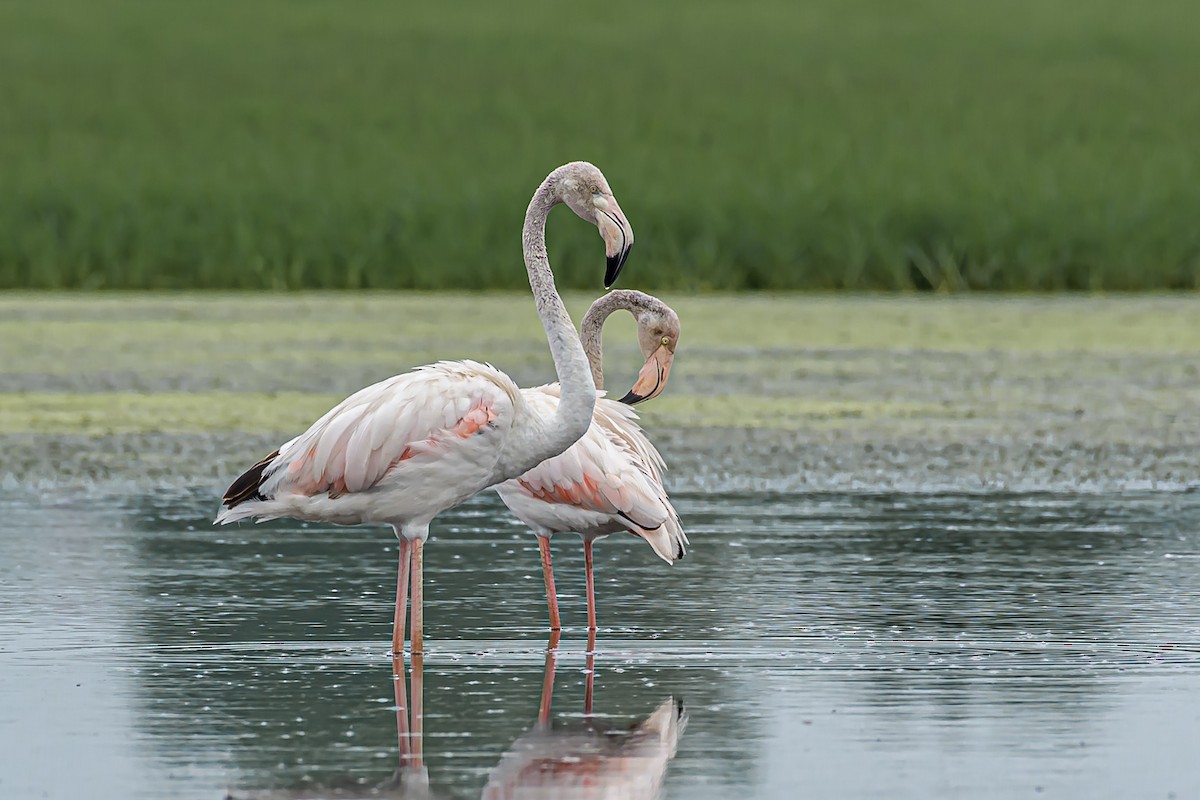 Greater Flamingo - Nitin Chandra