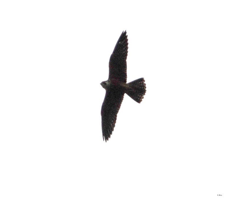 Peregrine Falcon (Shaheen) - ML171383971