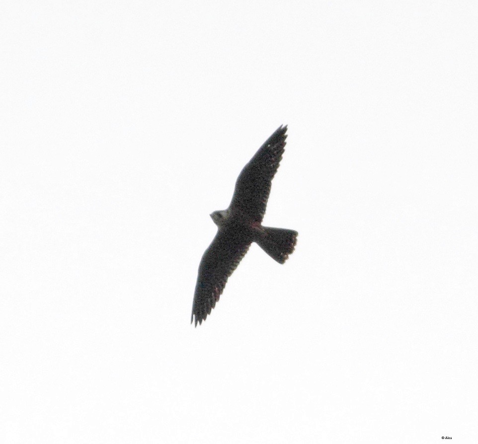 Peregrine Falcon (Shaheen) - ML171383981